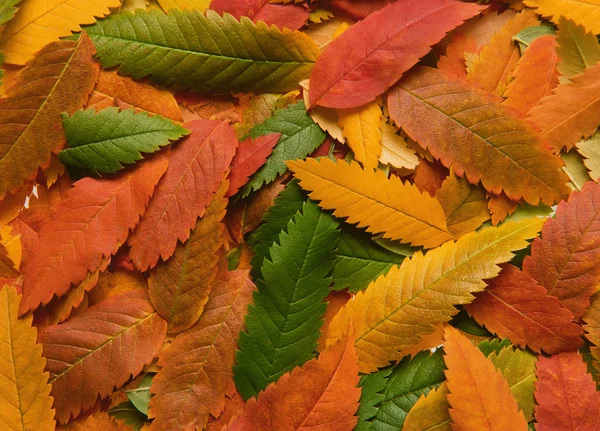 Herbstblätter — Stockfoto