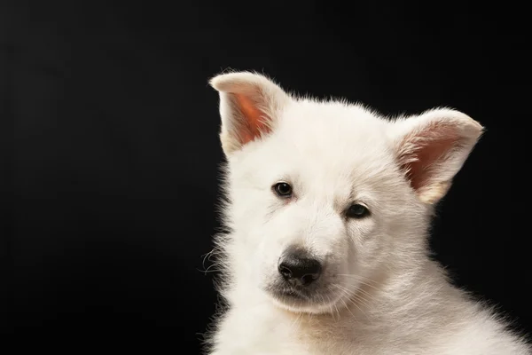 Filhote de cachorro do cão pastor branco — Fotografia de Stock