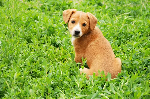 Cane in erba — Foto Stock