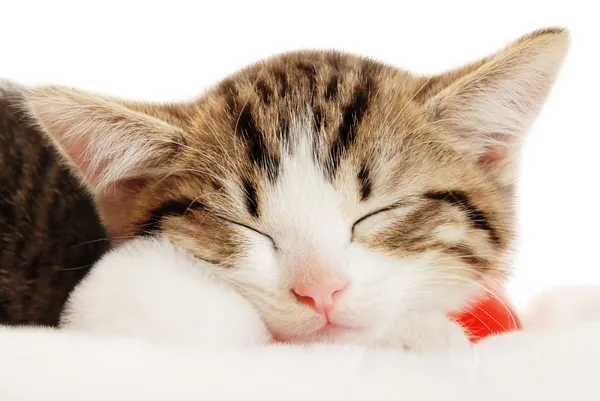 Gato en sombrero — Foto de Stock