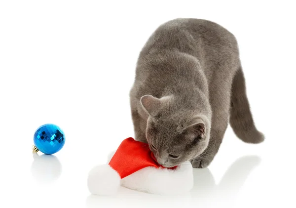 Cat playing with hat — Stock Photo, Image