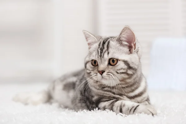 Tabby kot na białym dywanie — Zdjęcie stockowe