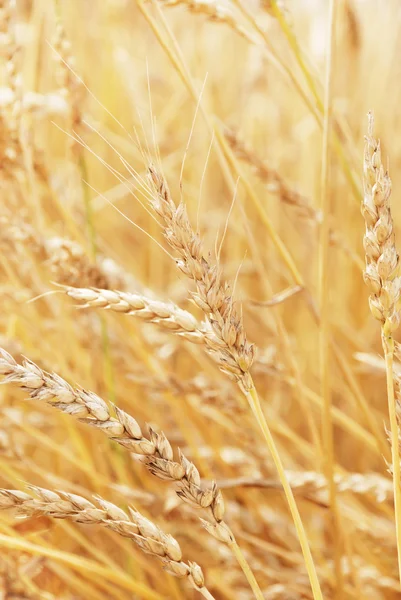 Fondo de trigo —  Fotos de Stock