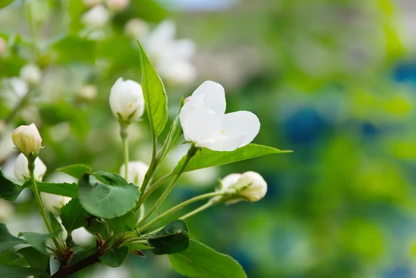 Branch blossoming apple-tree — Stock Photo, Image