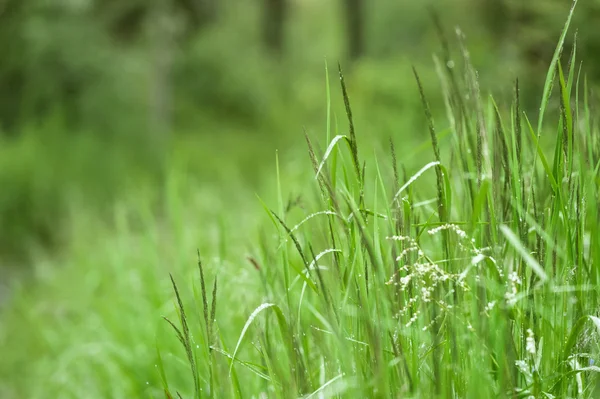 Green juicy grass — Stock Photo, Image