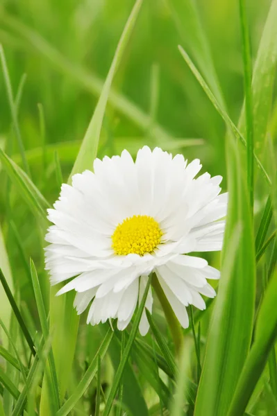 Camomile — Stock Photo, Image