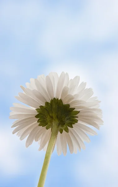 Papatya çayı — Stok fotoğraf