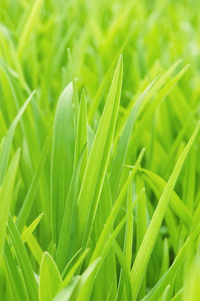 Mladé zelené trávě — Stock fotografie