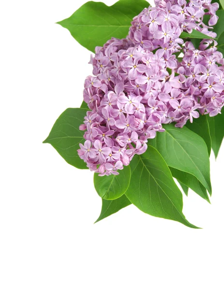淡紫色的花 — 图库照片