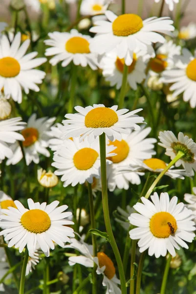 Camomile flower — Stock Photo, Image