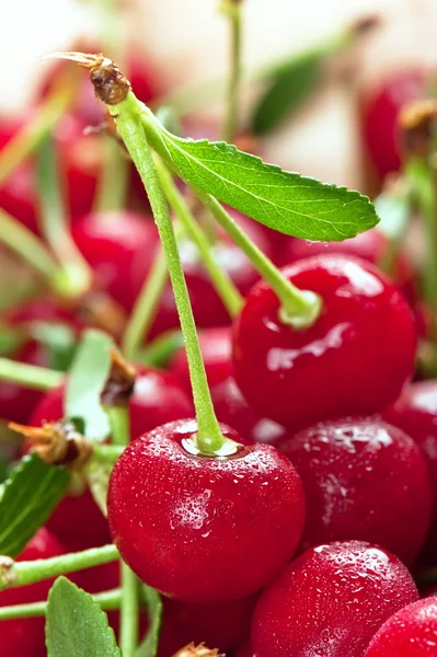 Cerezas rojas —  Fotos de Stock