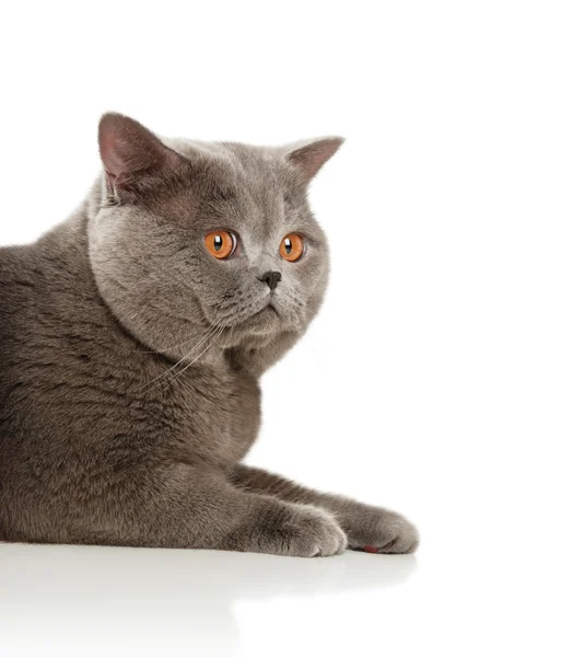 Bellissimo gatto grigio — Foto Stock