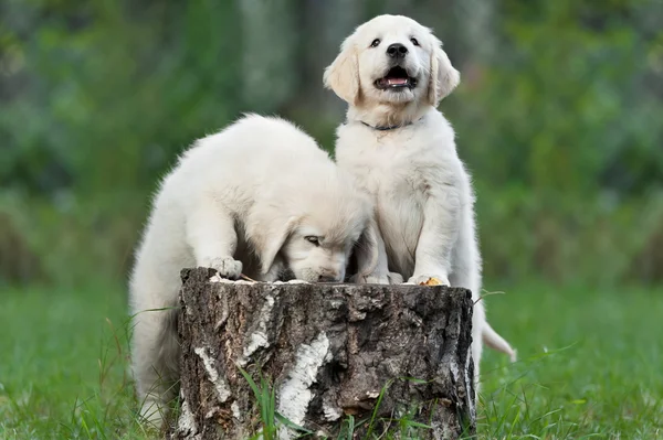 在树桩上的小狗 — 图库照片