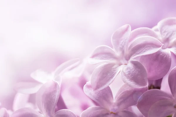 Fechar de lilás — Fotografia de Stock