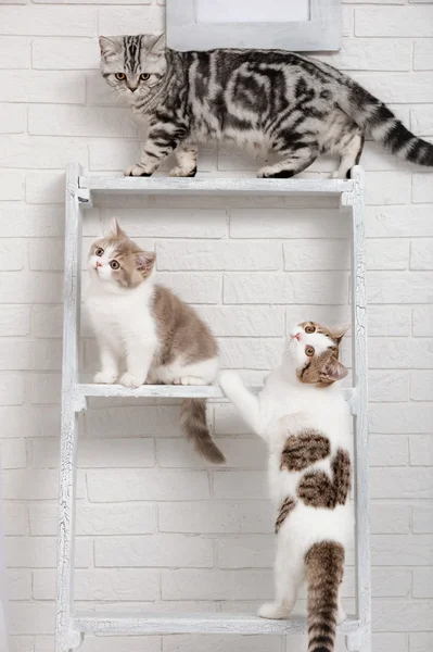 Gatitos jugando en los estantes — Foto de Stock
