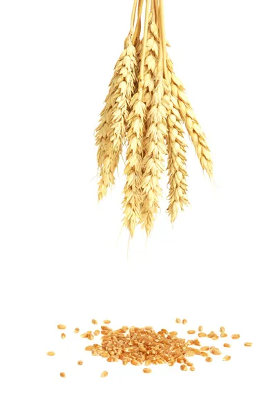 Wheat and grain — Stock Photo, Image