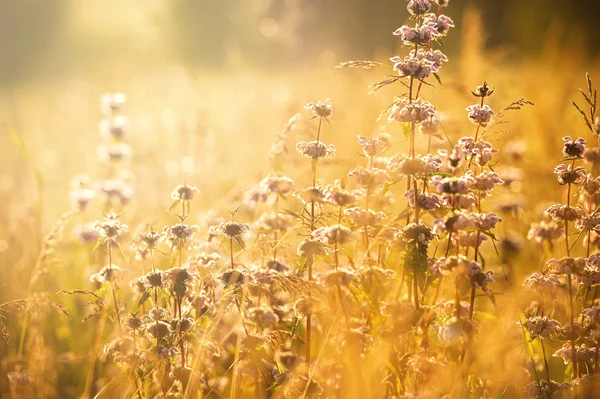 Campo de hierba al atardecer — Foto de Stock