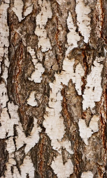 Bark of a tree — Stock Photo, Image