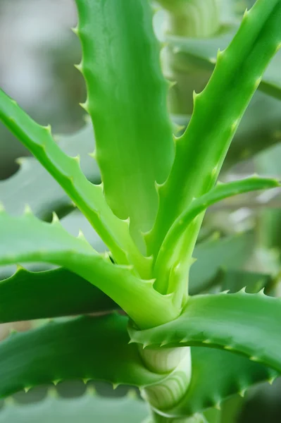Hojas del Aloe — Foto de Stock