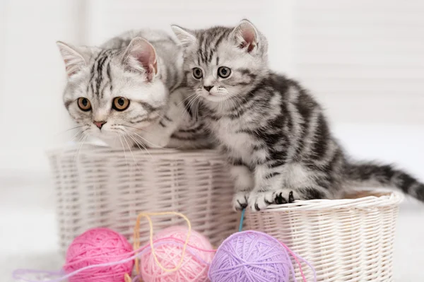 Cute cats — Stock Photo, Image