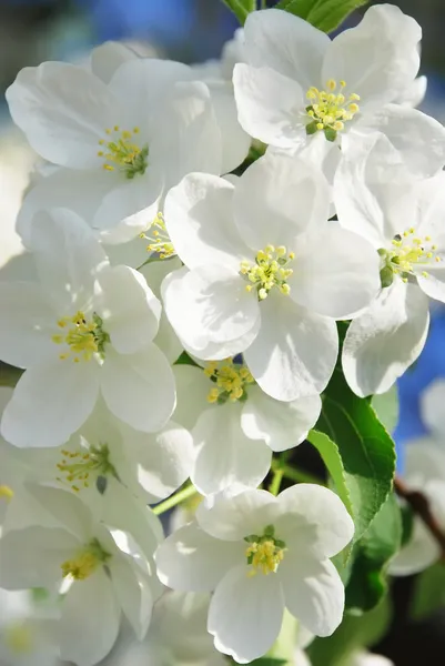 Branch blossoming apple-tree — Stock Photo, Image