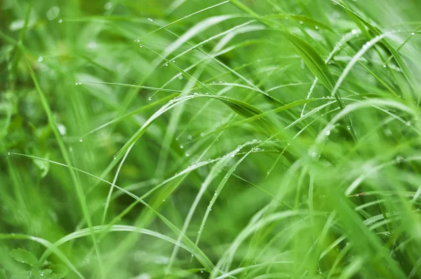 Сочная трава — стоковое фото