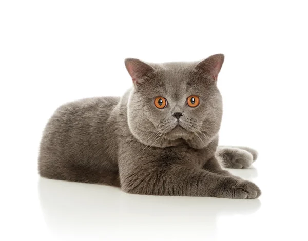 Bellissimo gatto grigio — Foto Stock