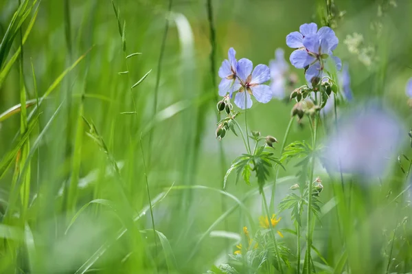 Flores silvestres y hierba — Foto de Stock