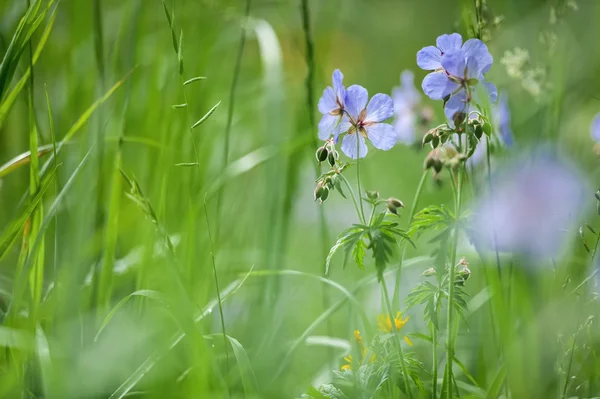 Vilde blomster og græs - Stock-foto