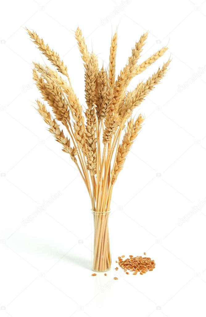 Ear and grain of the wheat