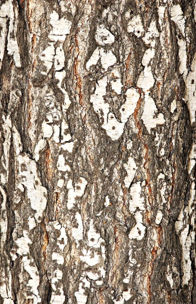 Bark