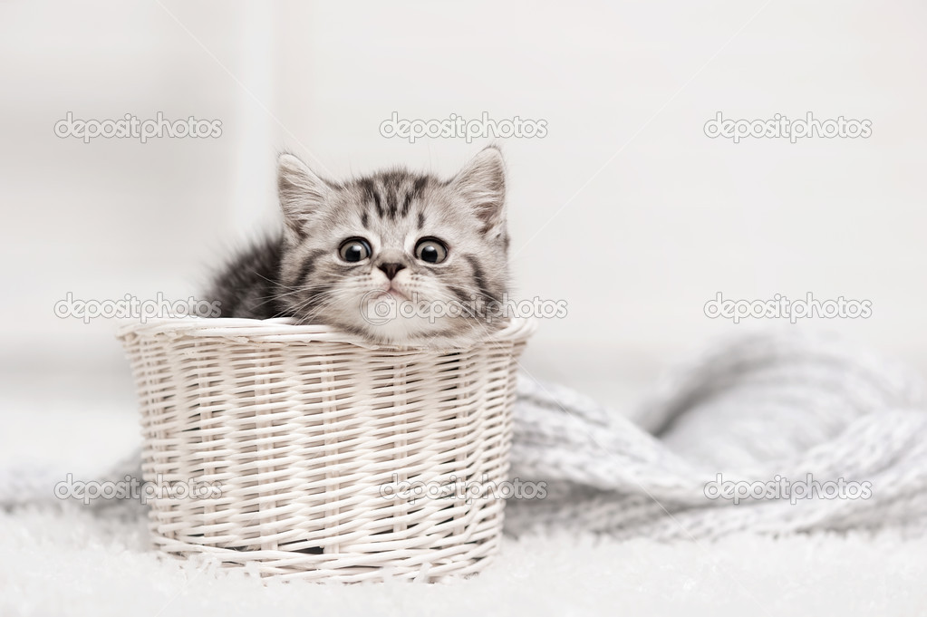 Tabby kitten in basket