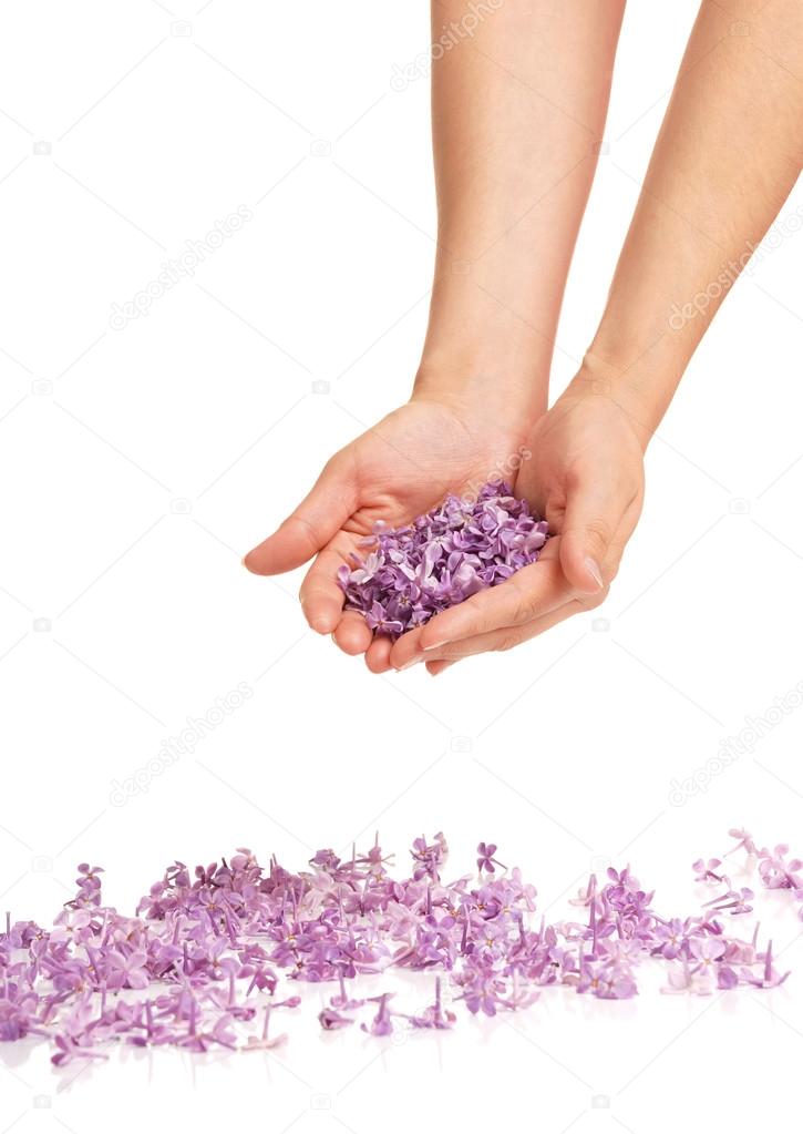 Lilac in hands
