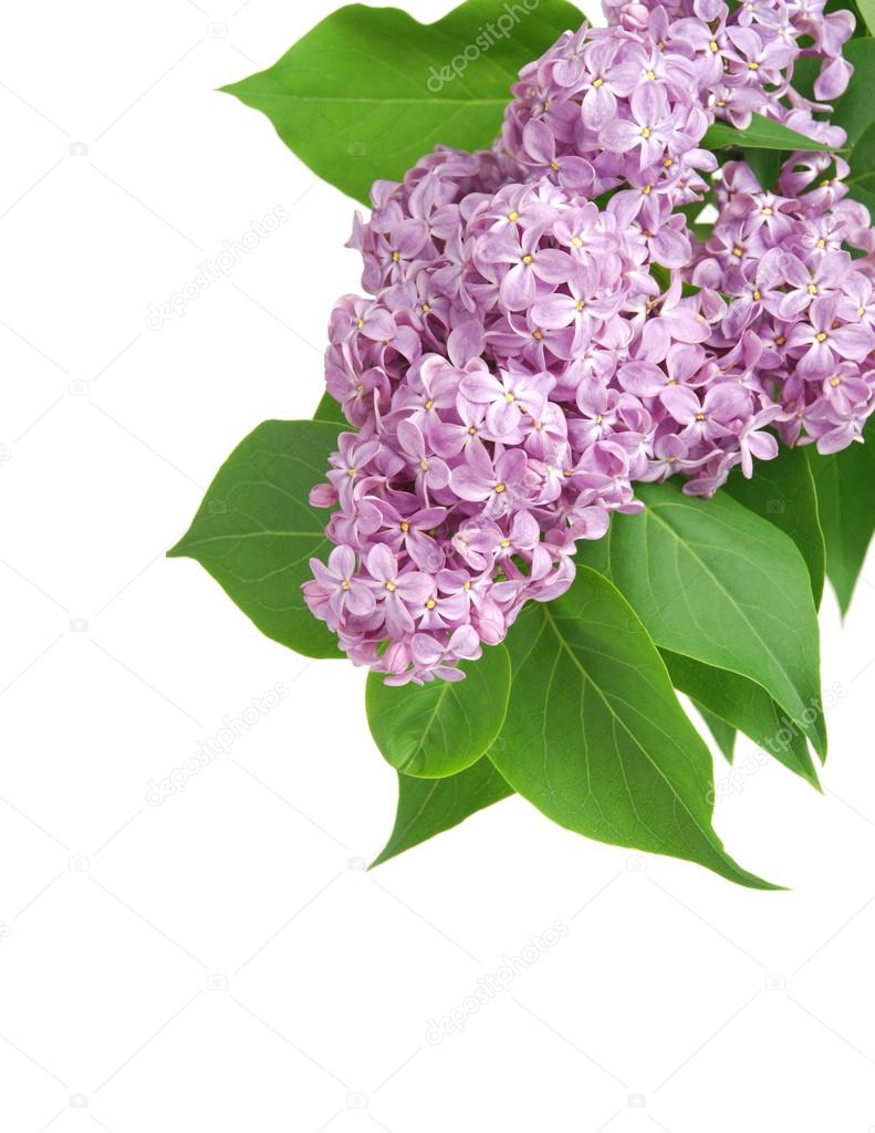 Flower of a lilac