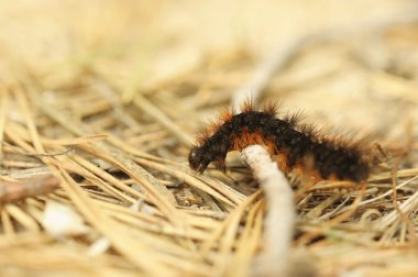 Fox moth caterpillar clipart