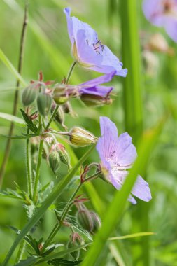kır çiçekleri ve çim