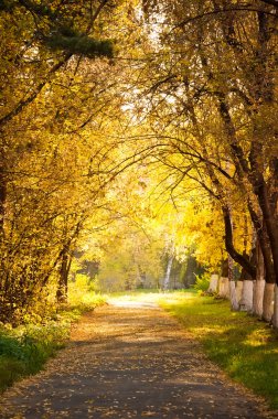 Autumn alley