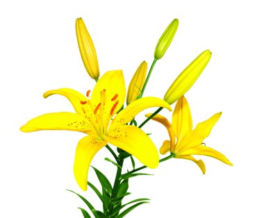 Sarı Lilyum