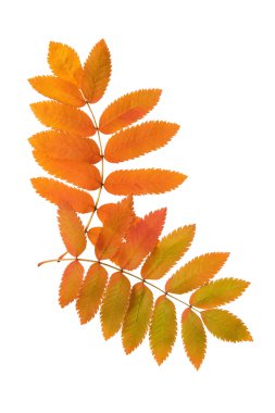 arka plandan sonbahar yaprakları