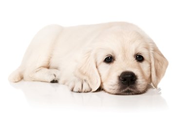 yavru golden retriever