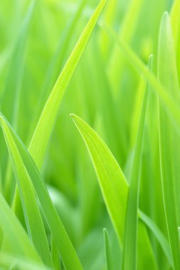 güneşli bir gün genç yeşil çim