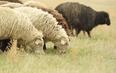 sheeps eten van gras