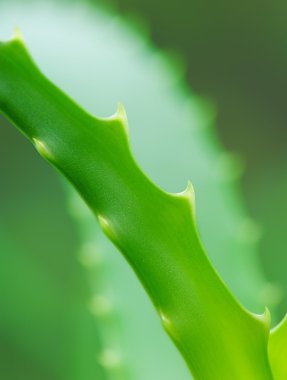 aloe yaprakları