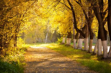 Autumn alley