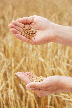 elinde buğday tanesi