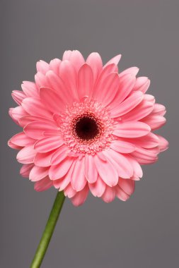 gerbera çiçek