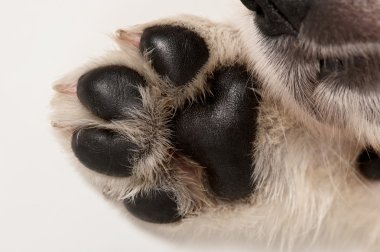 Köpek Pençesi