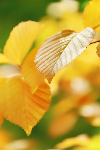 Hojas de otoño — Foto de Stock