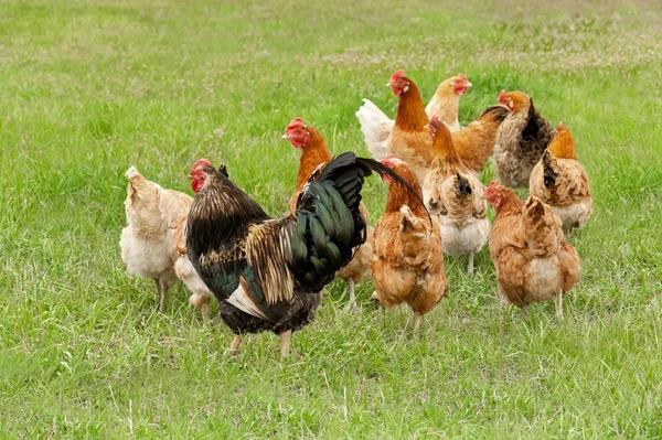Hahn und Hühner grasen — Stockfoto