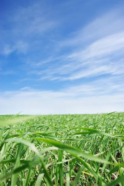 Grasachtig veld — Stockfoto